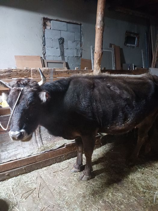 Продается дойная корова