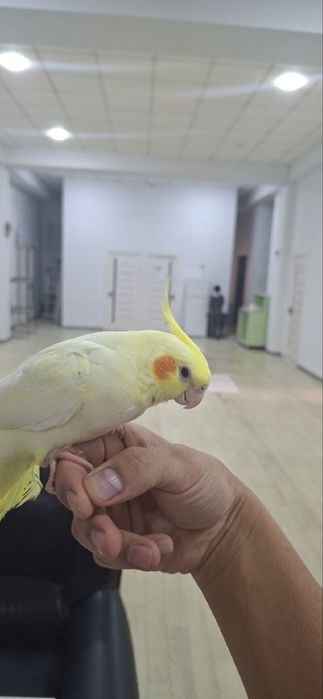 Korella toti qush ruchnoy sotiladi