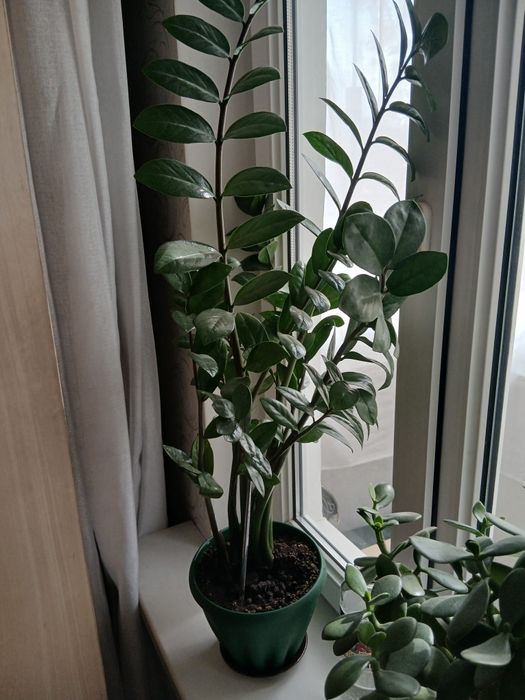 Долларовое дерево