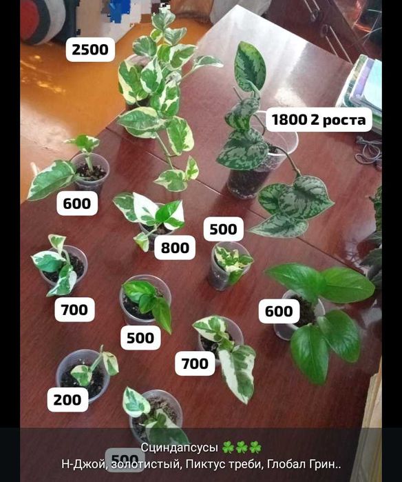 Разные комнатные растения