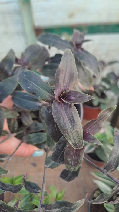 Цветы традесканции