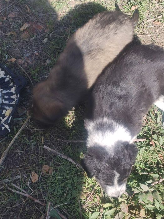 Отдам бесплатно щенков для охраны