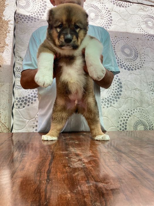 Щенок Кафказского Алабая ( супеп Гигант )