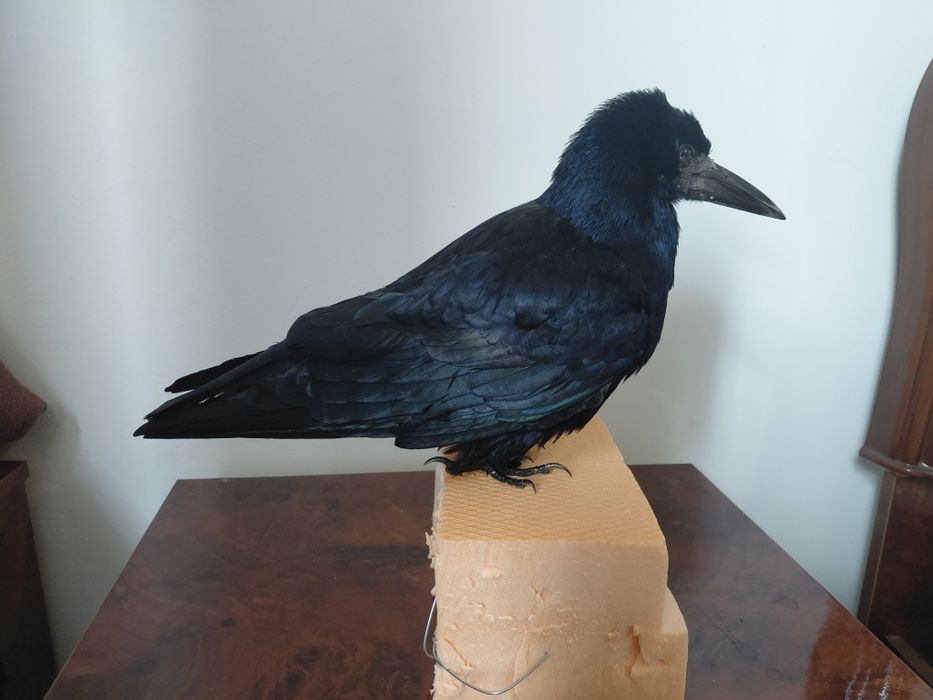 Cioara de semanatura impaiata, taxidermie CS1