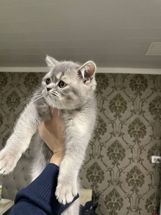 Мушукча сотилади