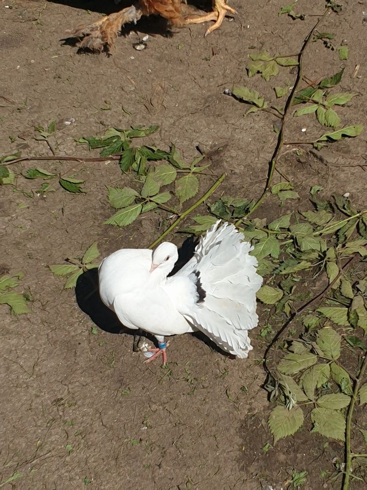 Porumbei rotati albi si voiajori albi de zbor