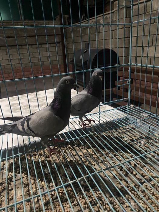 Голуби молодые сизые и желтоголовые