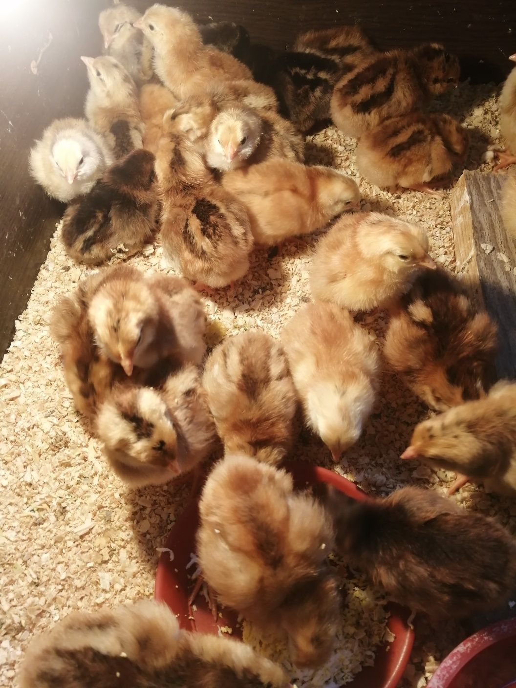 Цыплята Кучинские