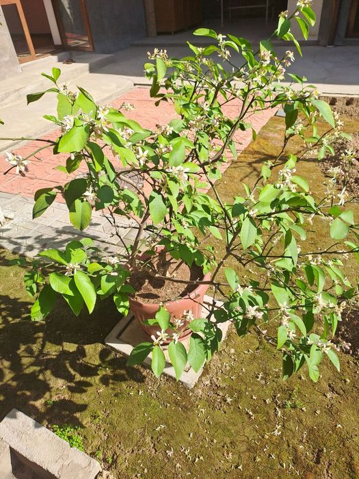 Limon daraxti sotiladi