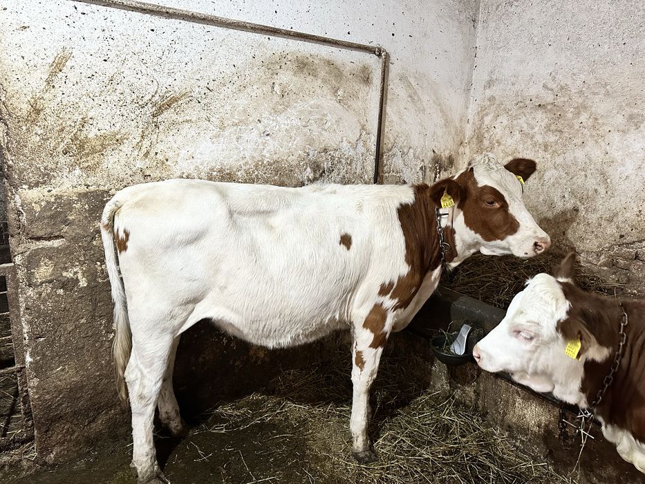 Vițele bălțată românească