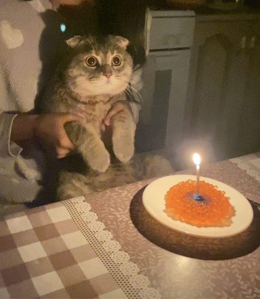 Вислоухий кот шотландец ВЯЗКА