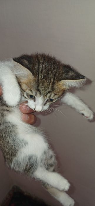 На добрые руки котёнок.