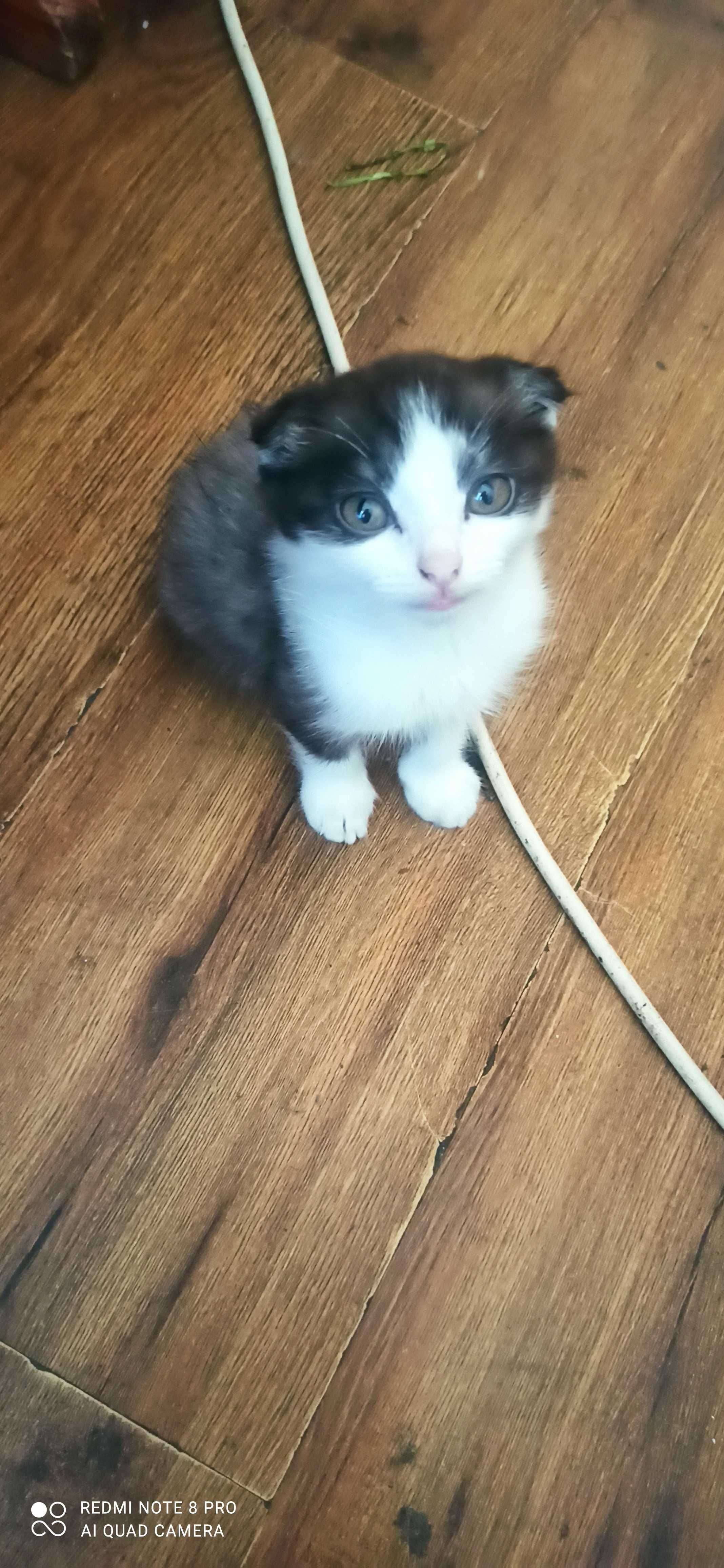 Scottish fold 4oylik