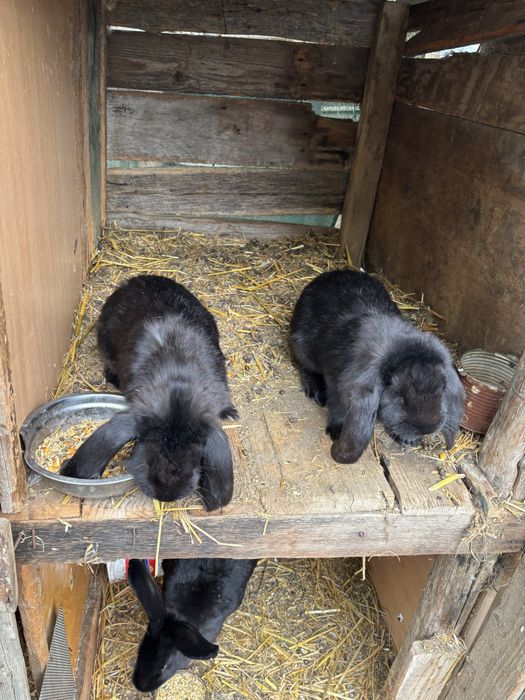 Femele berbec german