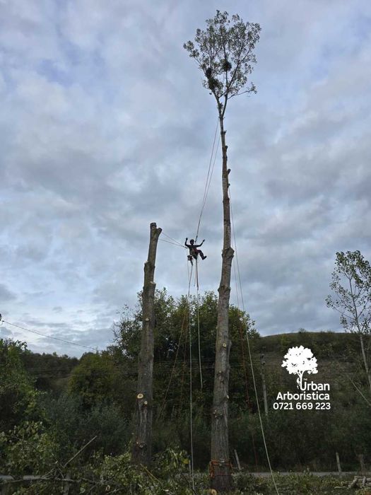 ARBORISTICA.RO Toaletare Doborare Defrisare arbori copaci pomi Arad