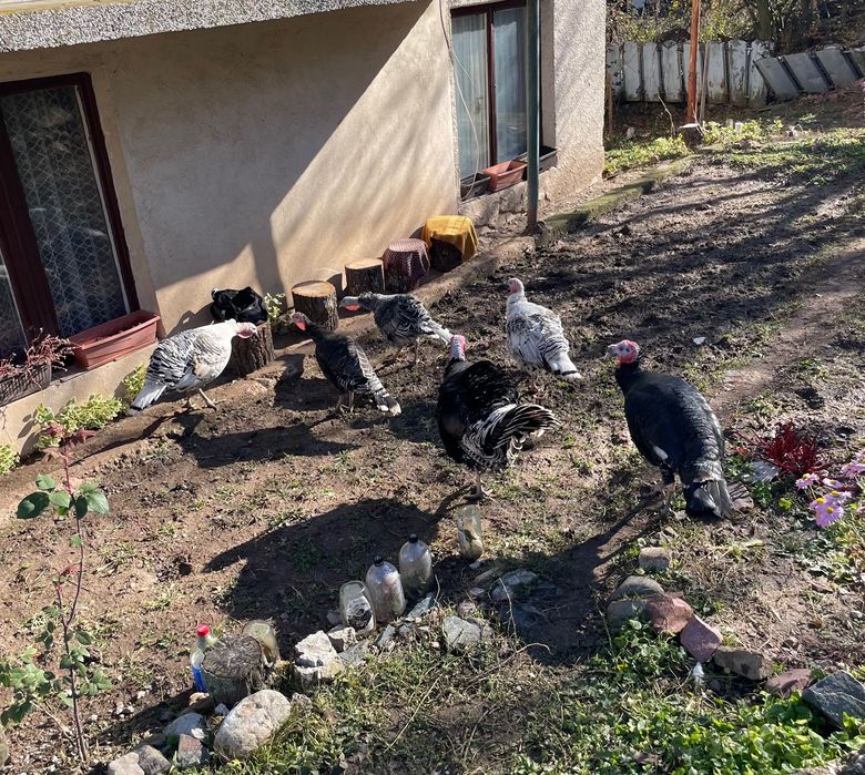 Домашни пуйки. За разплод и месо.