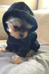 Yorkshire terrier mini toy