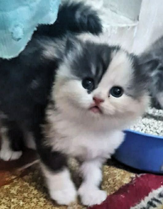 Продаются котята