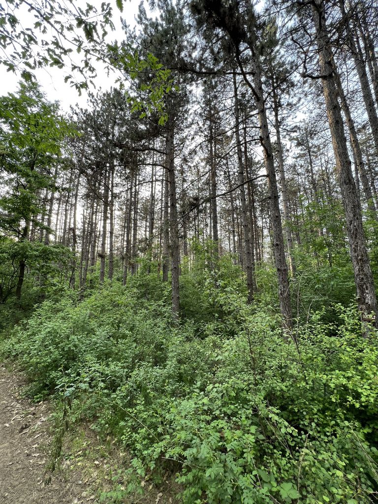 Продава се Парцел в с. Зетьово, Област Бургас - 10533 кв.м за 1 €/кв.м - Снимка #3