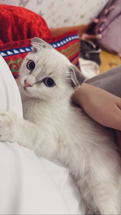 Кошка шотнлански