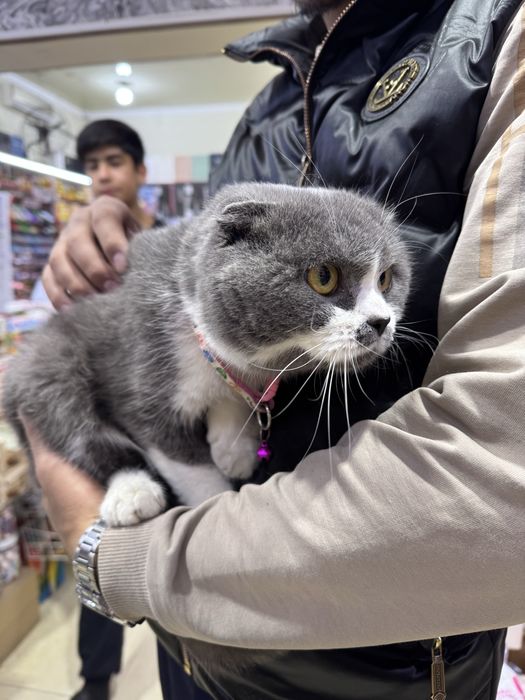 Scotish fold qiz bolasi sotiladi