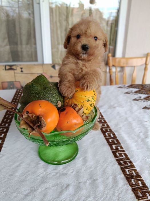 Малтипу(бебета)Малтипу