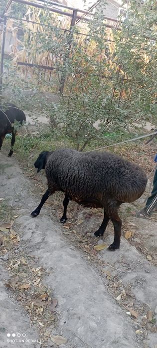 Uy sharoitida boqilgan yeyishiga garantiya