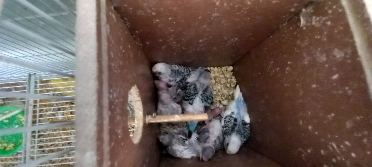 Peruși disponibili  perechi pui la bucata sau perechi adulte gata form