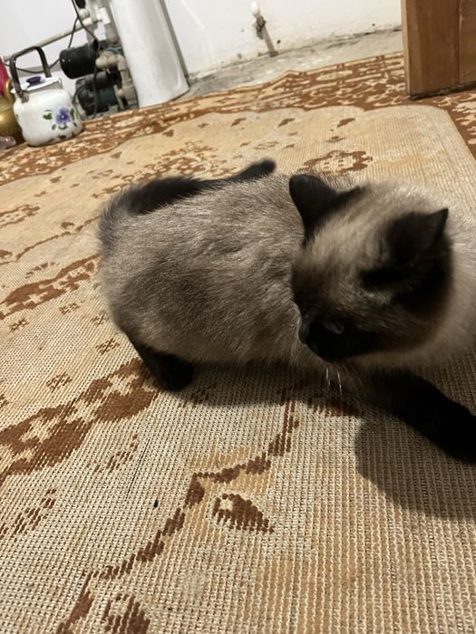 Породистая кошка