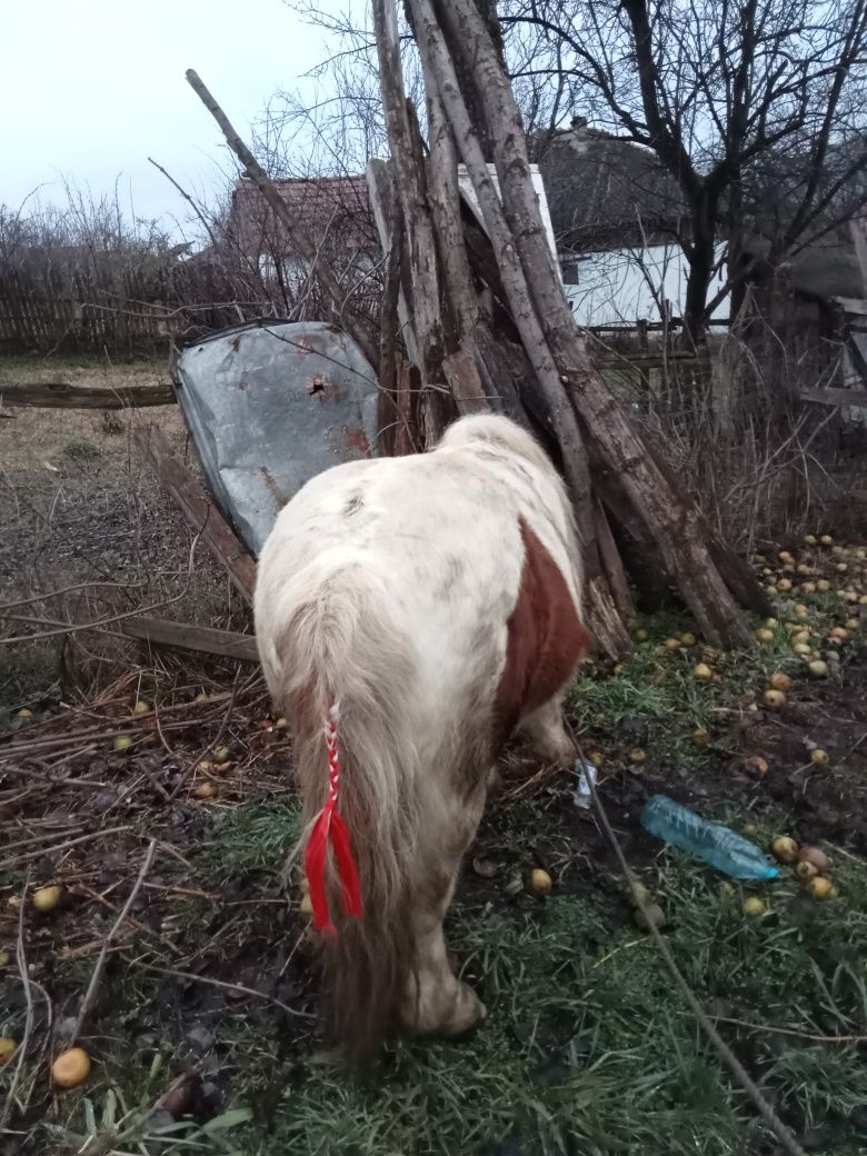 De vânzare ponei armăsar