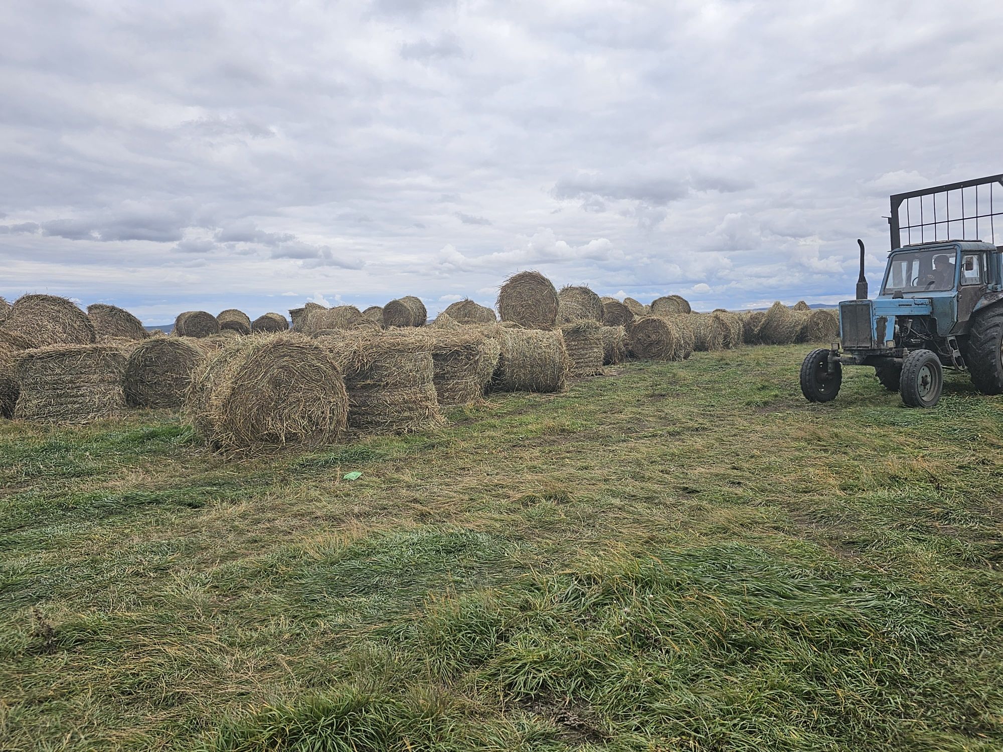 Продам суданку в рулонах