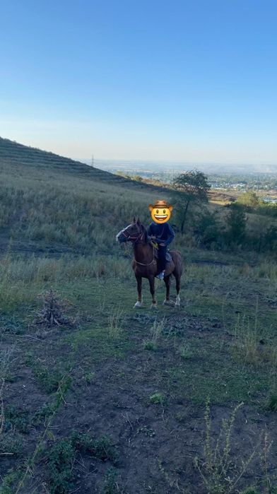 Продам лошадь...