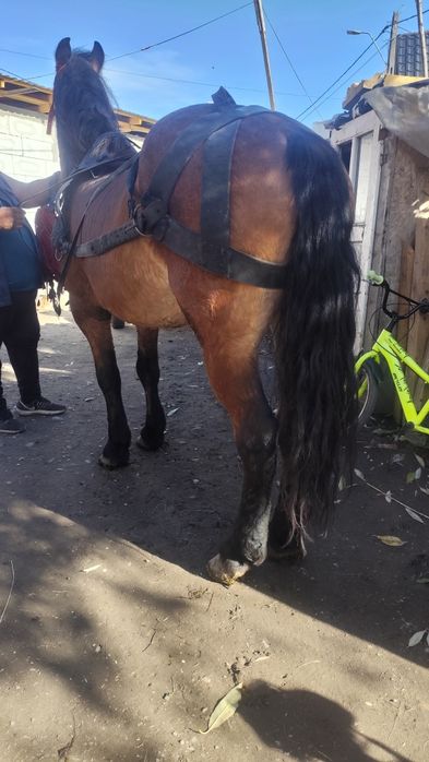 Vând sau schimb cal de nouă ani de cuminte e blând mere bine trage bin