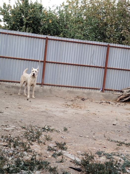 Oq ayiq alabay sotiladi