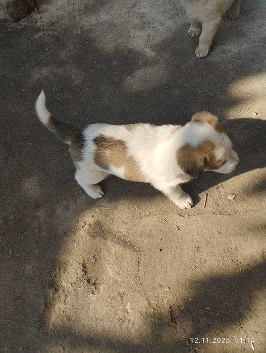 Щенки 1,5 месяца