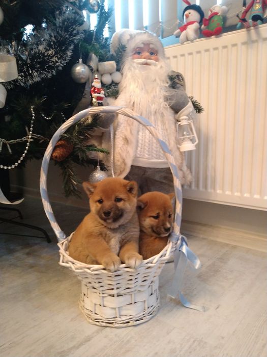 Шиба ину кученца