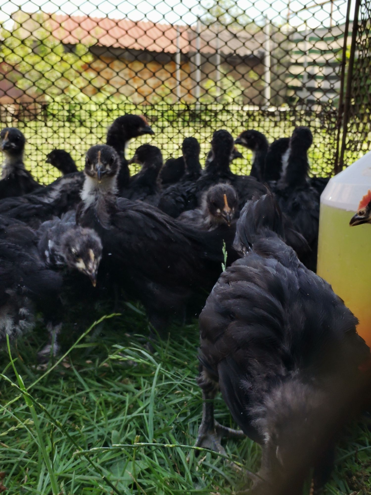 Pui Australorp negru