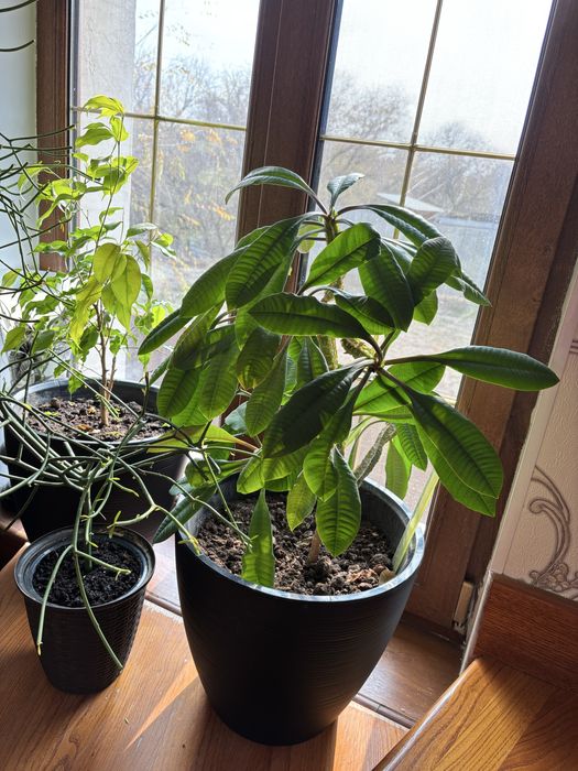 Комнатные растения