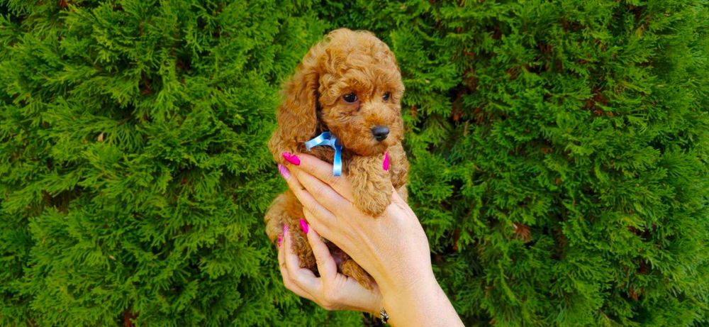 Той пудел,родители с Fci Родословие