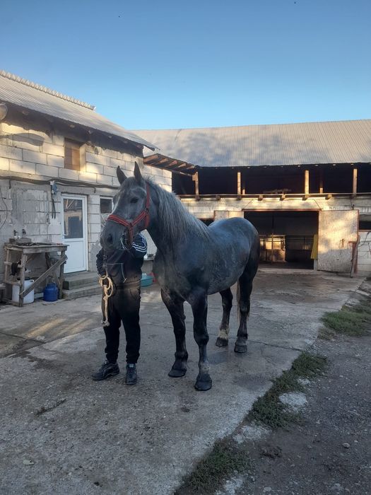Vand manza percheron