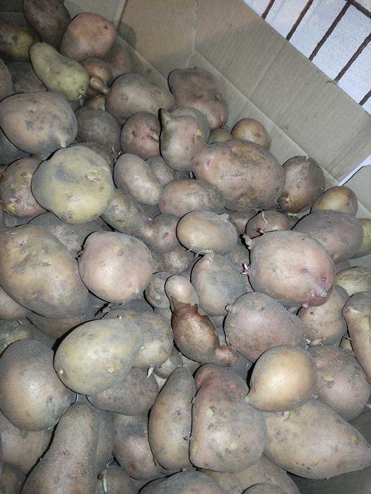 Продам картошку домашнюю крупную