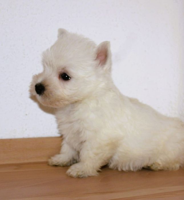 Westie terrier alb 2 luni