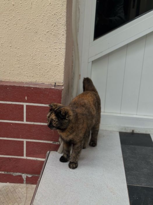 Mushuk bolasi 2 3 oylik