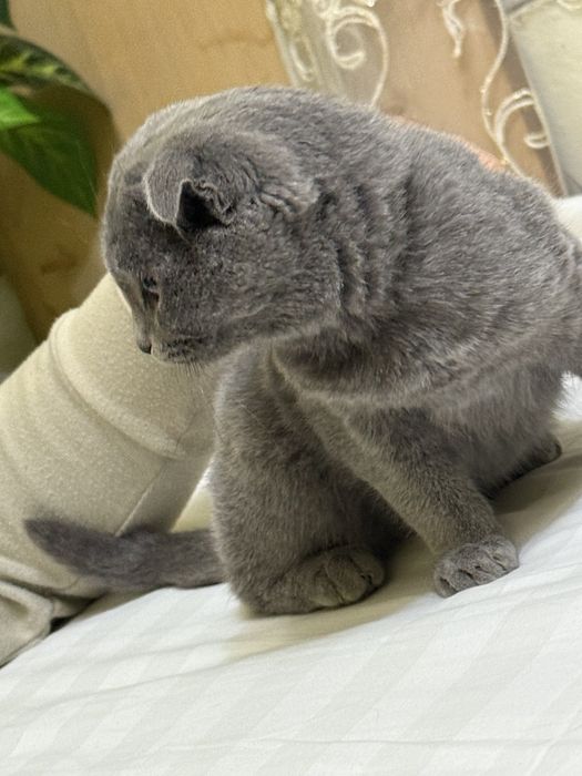 Mushuk: veslouxo shatland.