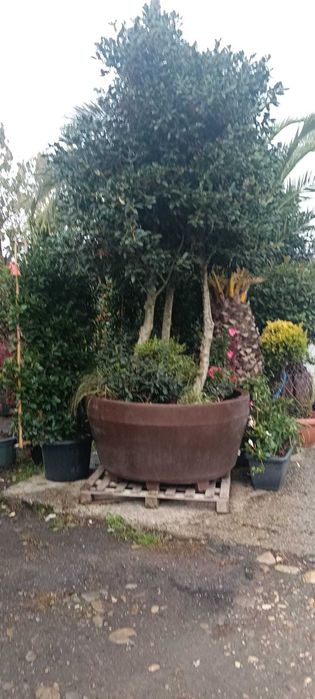 Plante ornamentale pentru grădina ta – transport inclus