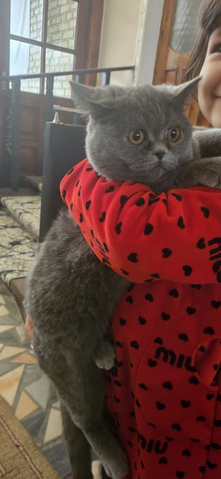 2 ta parodistiy 1tasi strayt 1 tasi vislauwka