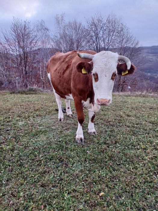 Vand Vaca de 5 ani are 6 luni de cand ìi montata mai multe detali la 0