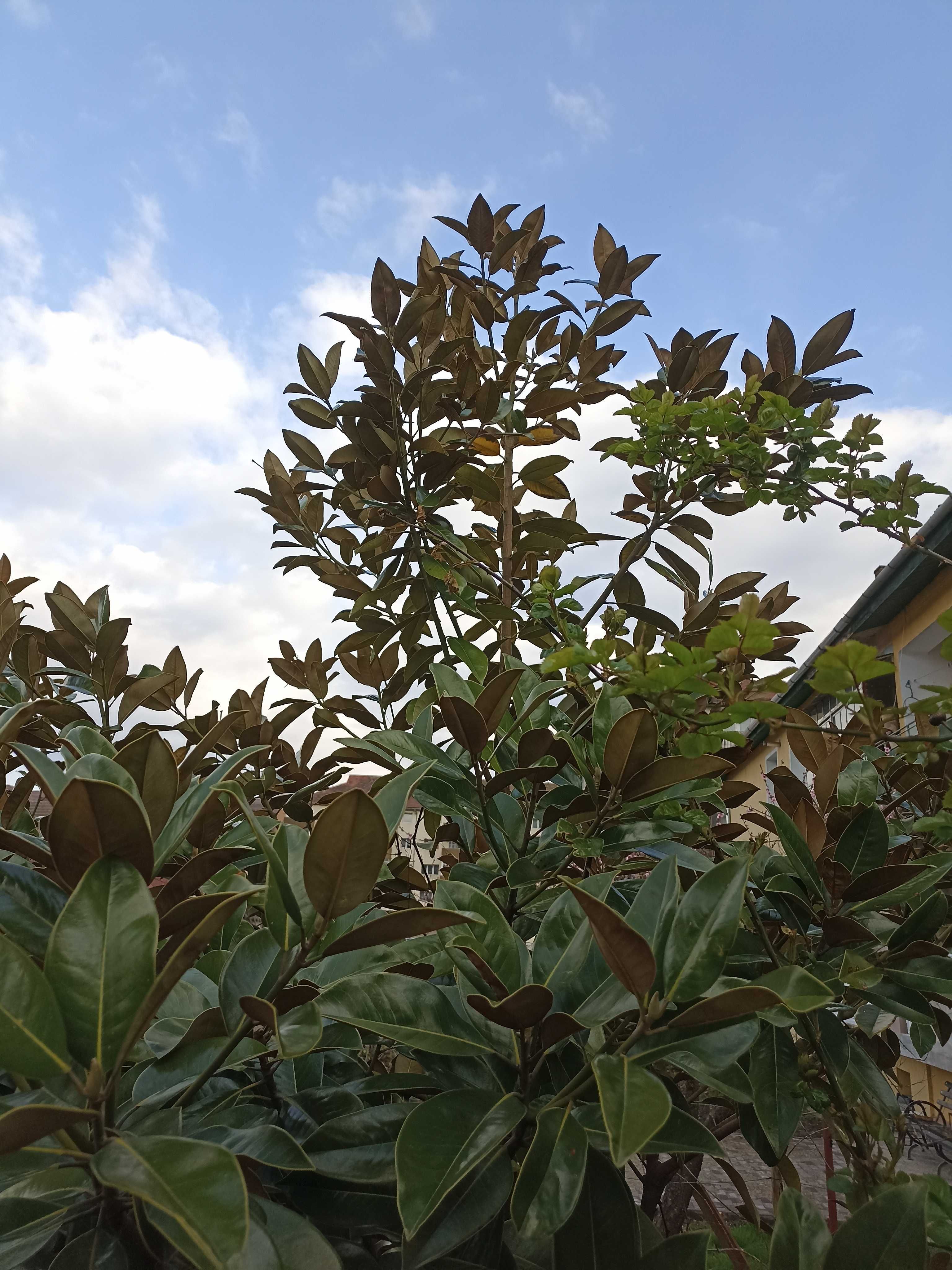 Magnolia gradiflora