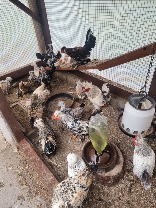 Бреговска джинка