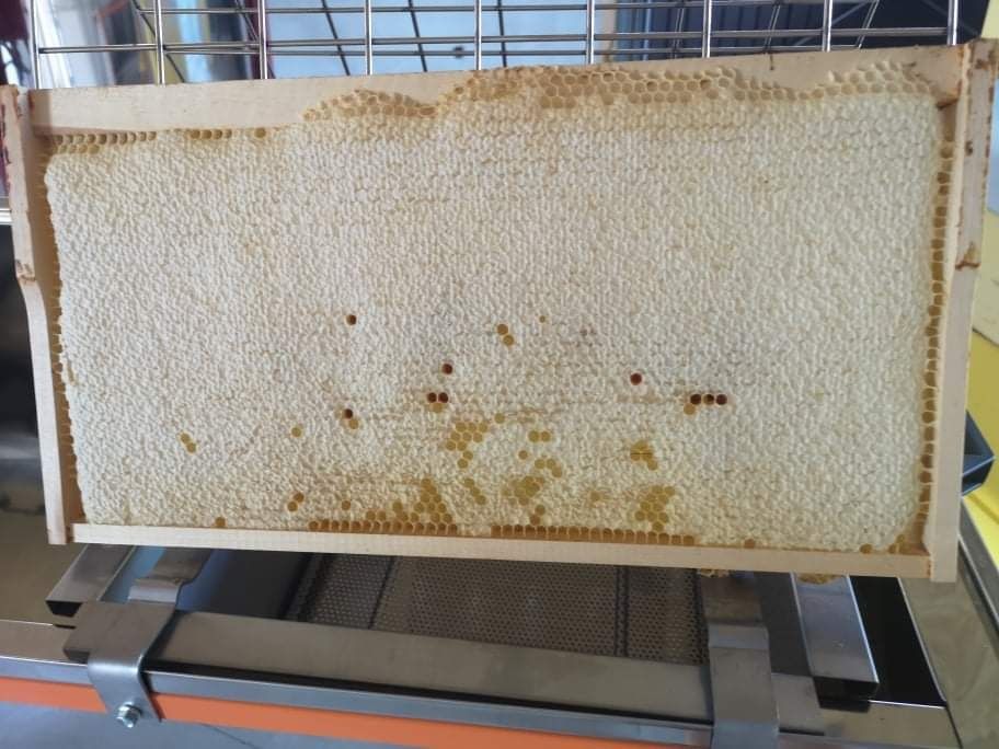 Miere de albine salcâm